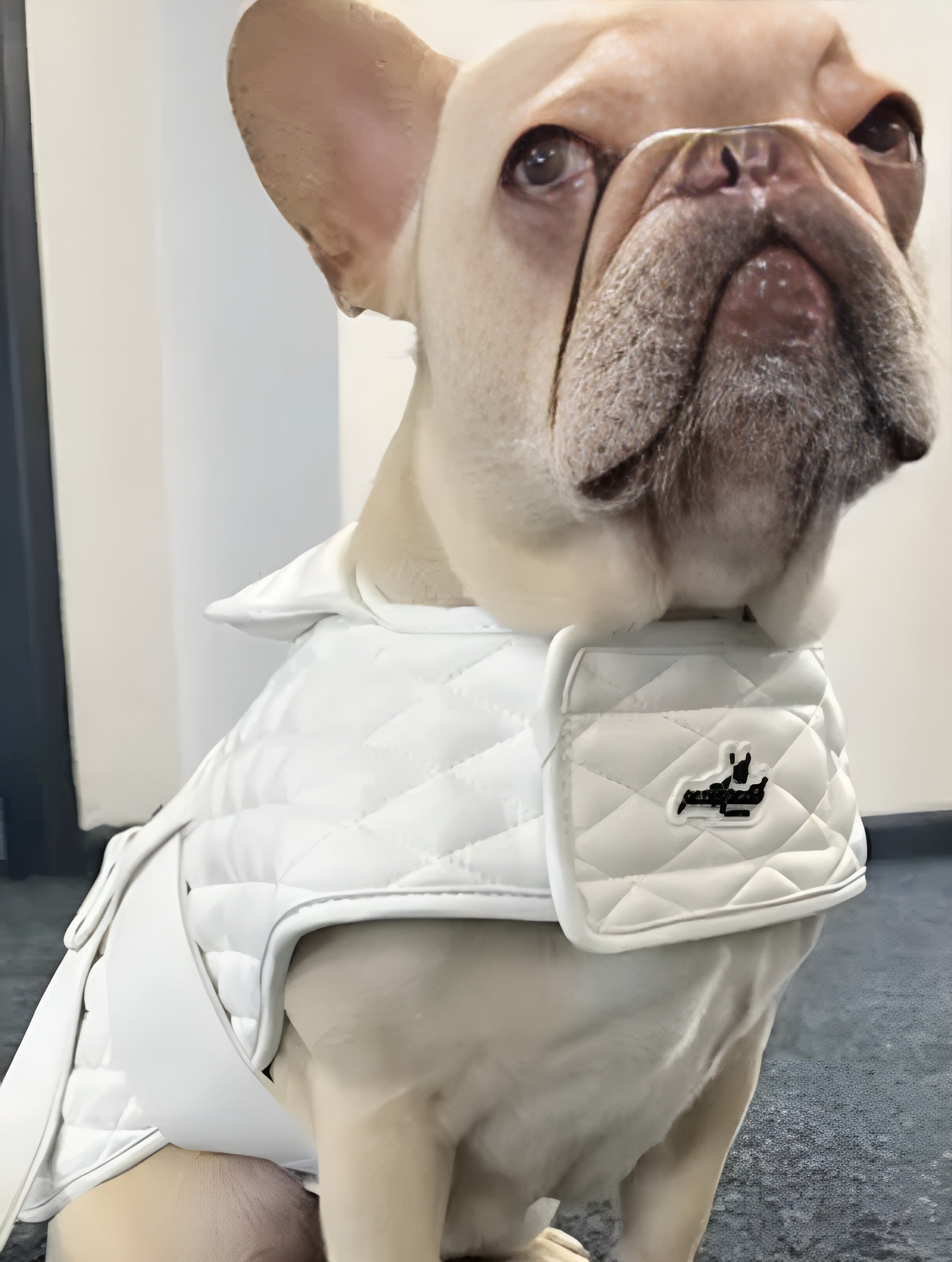 Luxury Dog Jacket