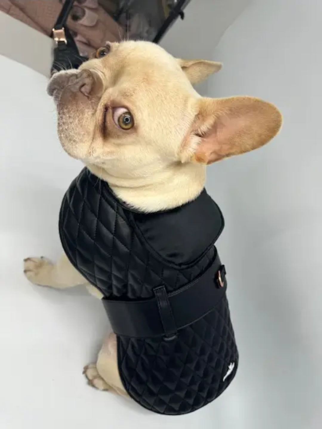 Luxury Dog Jacket