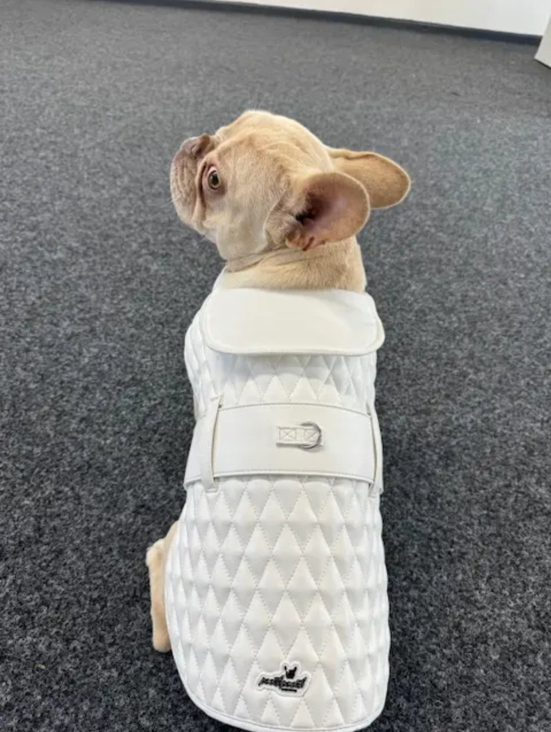 Luxury Dog Jacket