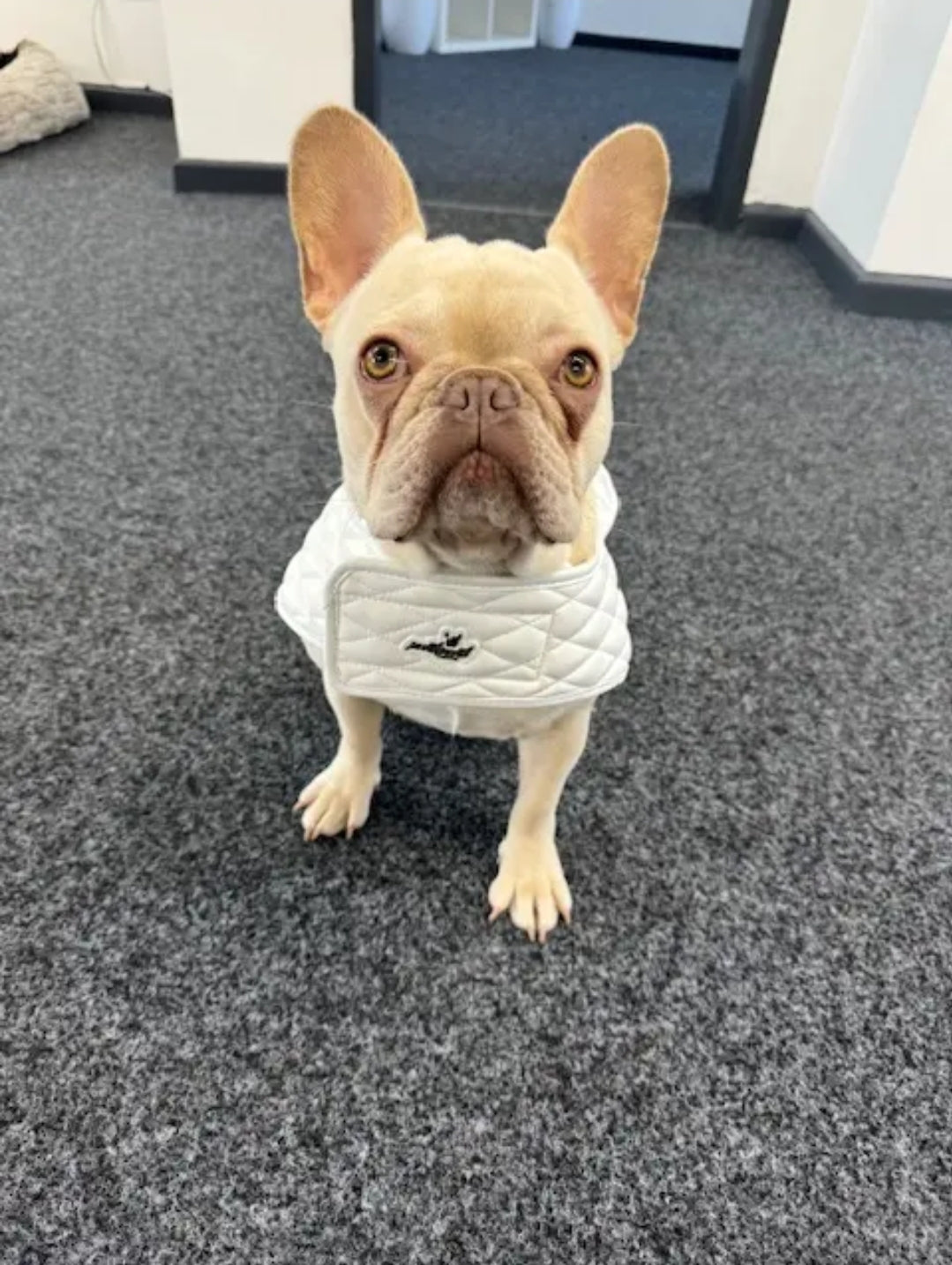 Luxury Dog Jacket