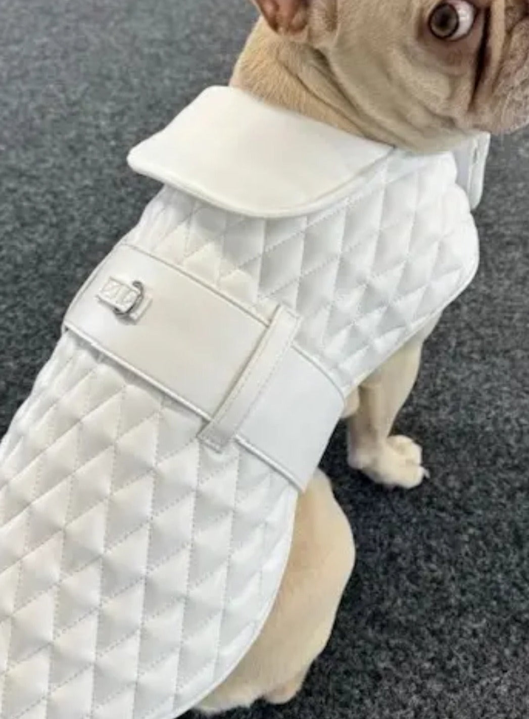 Luxury Dog Jacket