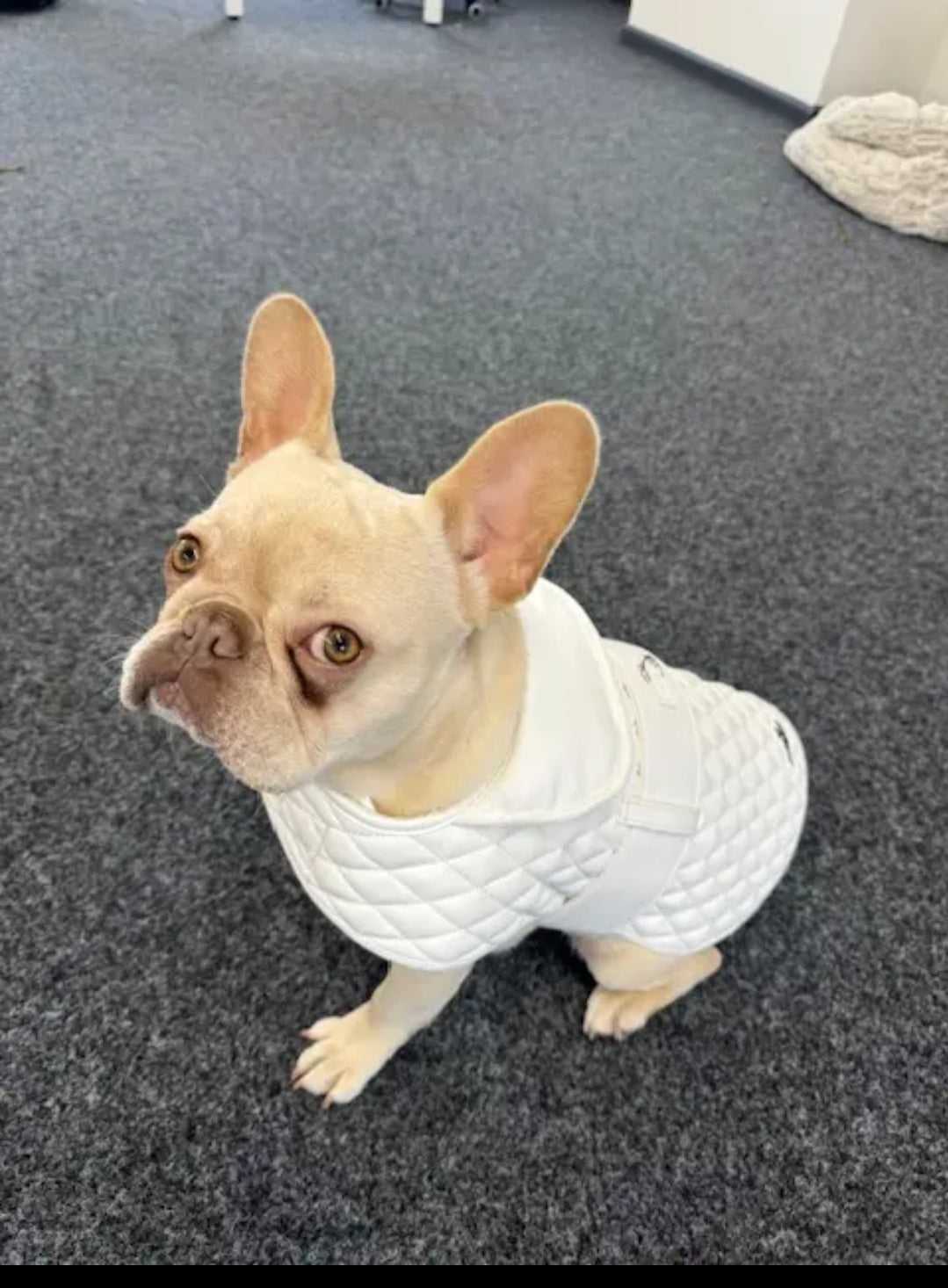 Luxury Dog Jacket