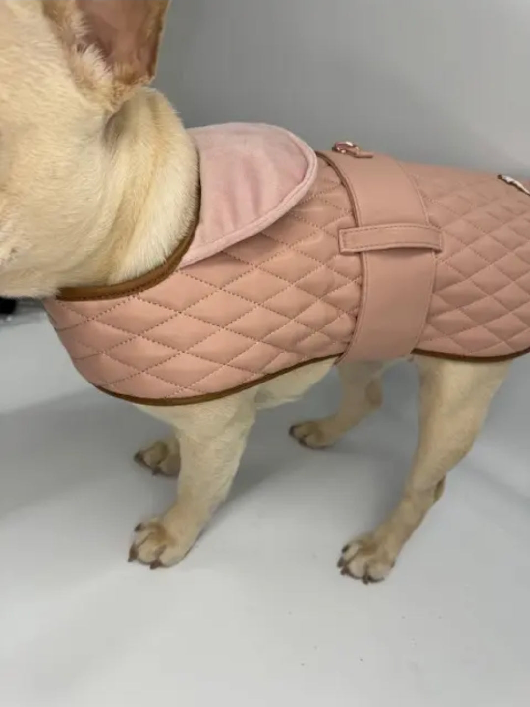 Luxury Dog Jacket