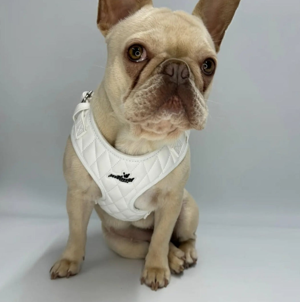 Luxury Dog Harness