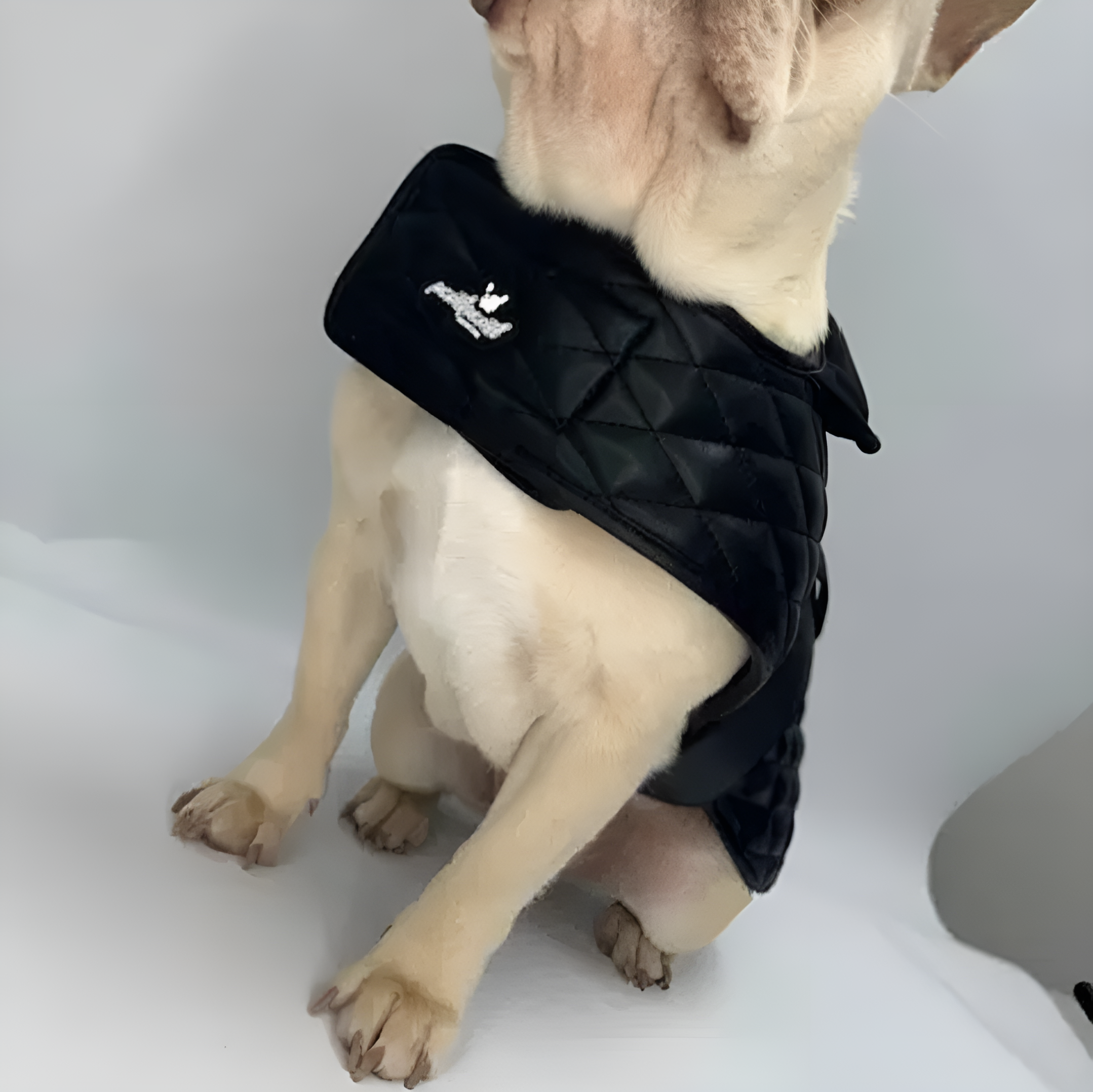 Black best sale dog jacket